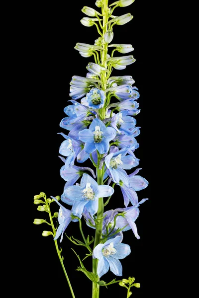 Inflorescence of blue delphinium flowers, lat. Larkspur, isolated on black background