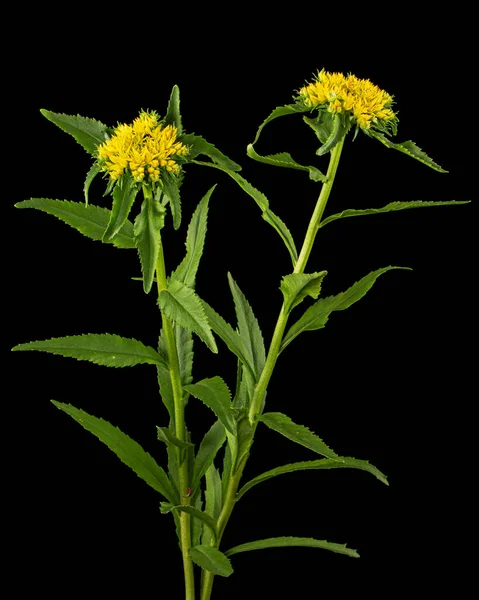 Inflorescence Yellow Rhodiola Rosea Flowers Isolated Black Background — Stock Photo, Image