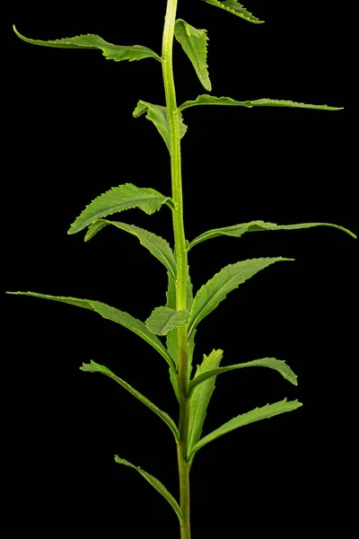 Inflorescencia Flores Rosea Rodiola Amarilla Aisladas Sobre Fondo Blanco — Foto de Stock