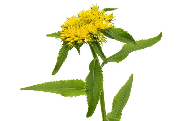 Inflorescence Yellow Rhodiola Rosea Flowers Isolated White Background — Stock Photo, Image