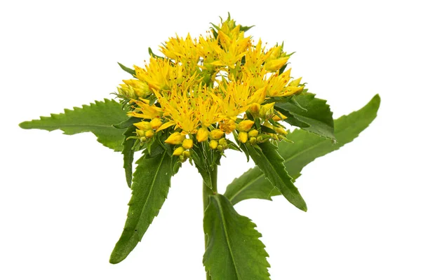 Inflorescence Yellow Rhodiola Rosea Flowers Isolated White Background — Stok fotoğraf