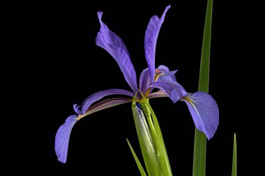 Violet flower of marsh iris, lat. Iris pseudacorus, isolated on black background