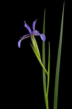 Violet flower of marsh iris, lat. Iris pseudacorus, isolated on black background