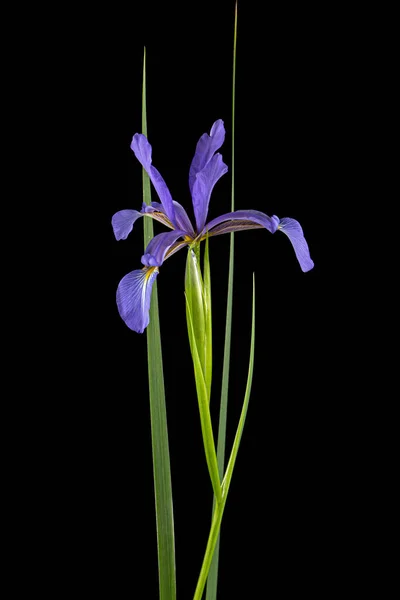 Flor Violeta Iris Pantano Lat Iris Pseudacorus Aislado Sobre Fondo — Foto de Stock