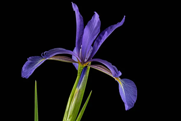 Flor Violeta Iris Pantano Lat Iris Pseudacorus Aislado Sobre Fondo — Foto de Stock