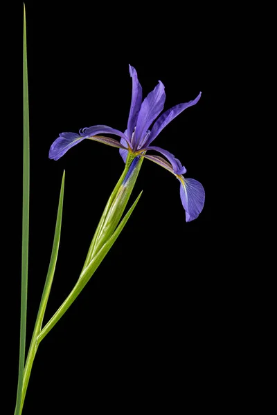 Violette Blume Der Sumpfiris Lat Iris Pseudacorus Isoliert Auf Schwarzem — Stockfoto