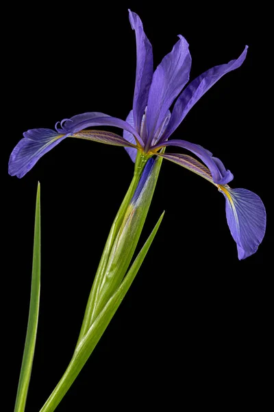 Flor Violeta Iris Pantano Lat Iris Pseudacorus Aislado Sobre Fondo — Foto de Stock