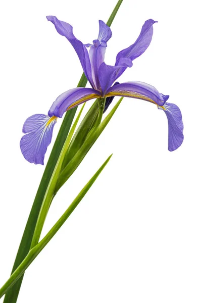 Violet Flower Marsh Iris Lat Iris Pseudacorus Isolated White Background — Stock Photo, Image