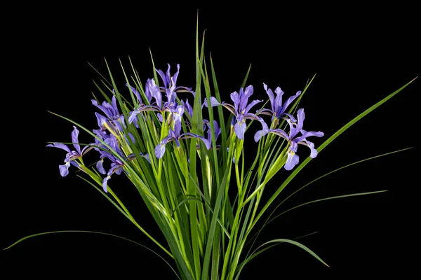 Ramo Flores Violetas Pantano Iris Lat Iris Pseudacorus Aislado Sobre — Foto de Stock