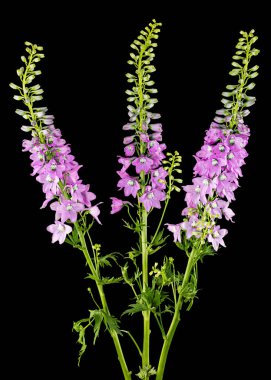 Inflorescence of pink delphinium flowers, lat. Larkspur, isolated on black background