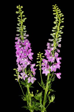 Inflorescence of pink delphinium flowers, lat. Larkspur, isolated on black background