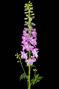 Inflorescence of pink delphinium flowers, lat. Larkspur, isolated on black background