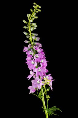 Inflorescence of pink delphinium flowers, lat. Larkspur, isolated on black background