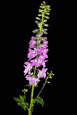 Inflorescence of pink delphinium flowers, lat. Larkspur, isolated on black background