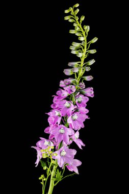 Inflorescence of pink delphinium flowers, lat. Larkspur, isolated on black background