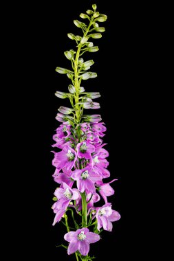 Inflorescence of pink delphinium flowers, lat. Larkspur, isolated on black background