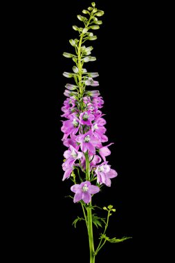 Inflorescence of pink delphinium flowers, lat. Larkspur, isolated on black background