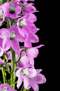 Inflorescence of pink delphinium flowers, lat. Larkspur, isolated on black background