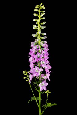 Inflorescence of pink delphinium flowers, lat. Larkspur, isolated on black background