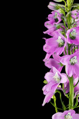 Inflorescence of pink delphinium flowers, lat. Larkspur, isolated on black background