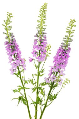 Inflorescence of pink delphinium flowers, lat. Larkspur, isolated on white background