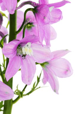 Inflorescence of pink delphinium flowers, lat. Larkspur, isolated on white background