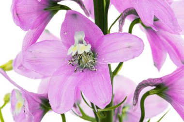 Inflorescence of pink delphinium flowers, lat. Larkspur, isolated on white background