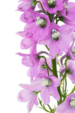Inflorescence of pink delphinium flowers, lat. Larkspur, isolated on white background