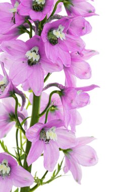 Inflorescence of pink delphinium flowers, lat. Larkspur, isolated on white background