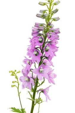 Inflorescence of pink delphinium flowers, lat. Larkspur, isolated on white background