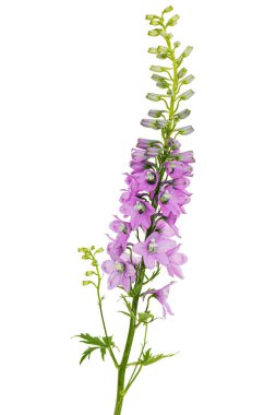 Inflorescence of pink delphinium flowers, lat. Larkspur, isolated on white background