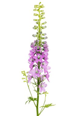 Inflorescence of pink delphinium flowers, lat. Larkspur, isolated on white background