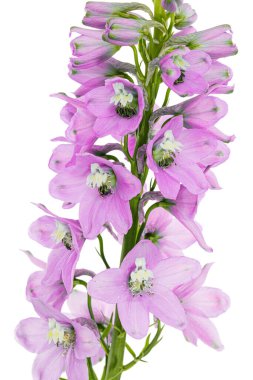 Inflorescence of pink delphinium flowers, lat. Larkspur, isolated on white background