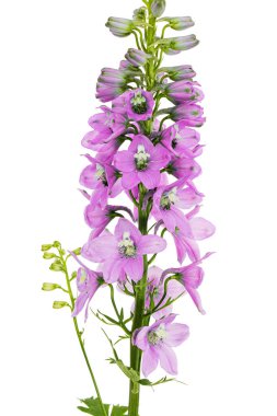 Inflorescence of pink delphinium flowers, lat. Larkspur, isolated on white background