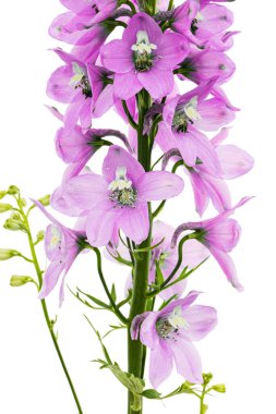 Inflorescence of pink delphinium flowers, lat. Larkspur, isolated on white background