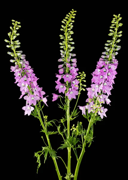Inflorescence of pink delphinium flowers, lat. Larkspur, isolated on black background
