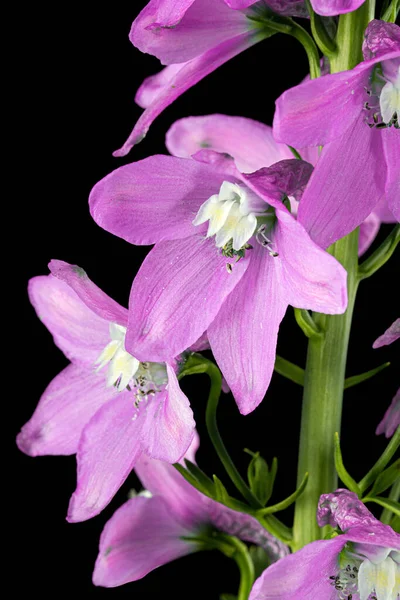 Inflorescence of pink delphinium flowers, lat. Larkspur, isolated on black background