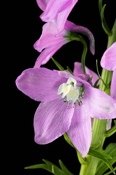 Inflorescence of pink delphinium flowers, lat. Larkspur, isolated on black background