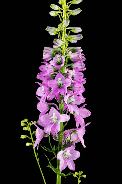 Inflorescence of pink delphinium flowers, lat. Larkspur, isolated on black background