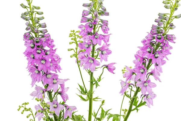 Inflorescence of pink delphinium flowers, lat. Larkspur, isolated on white background