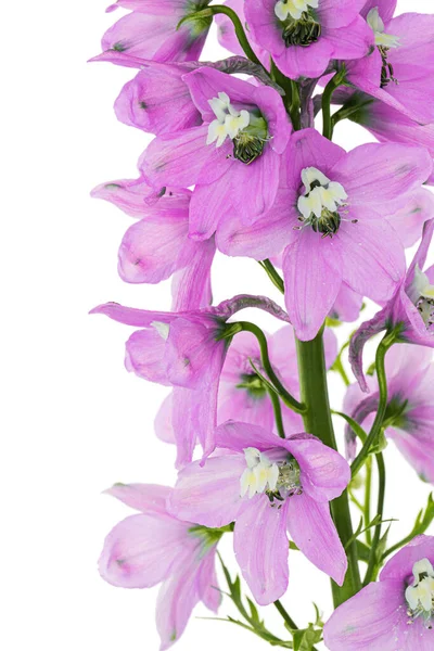 Inflorescence of pink delphinium flowers, lat. Larkspur, isolated on white background