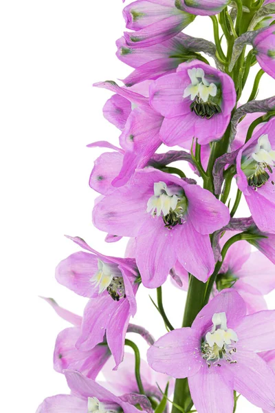 Inflorescence of pink delphinium flowers, lat. Larkspur, isolated on white background