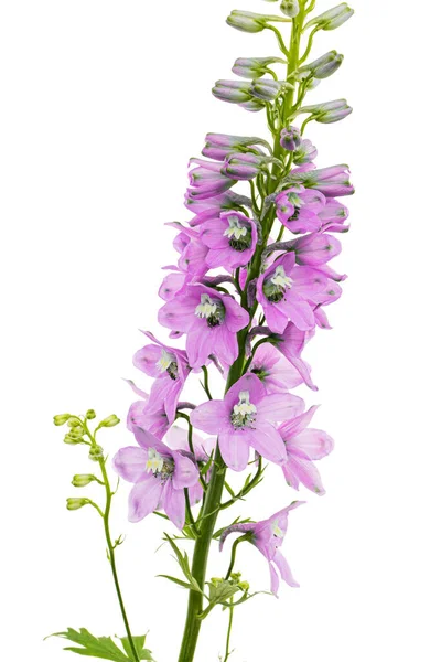 Inflorescence of pink delphinium flowers, lat. Larkspur, isolated on white background