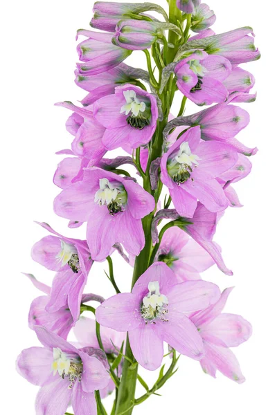 Inflorescence of pink delphinium flowers, lat. Larkspur, isolated on white background