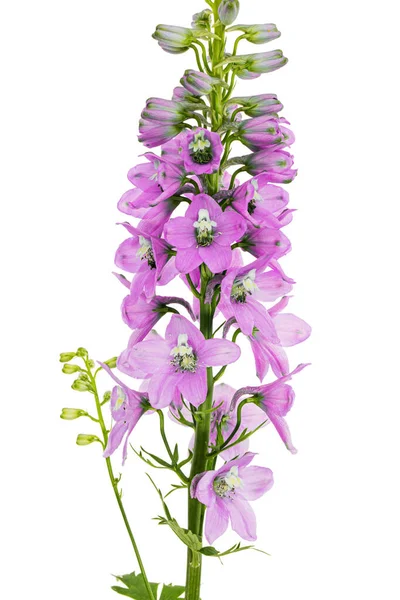 Inflorescence of pink delphinium flowers, lat. Larkspur, isolated on white background