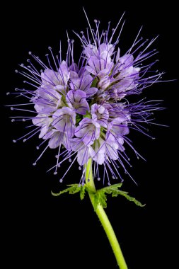 Light purple flowers of phacelia, isolated on black background