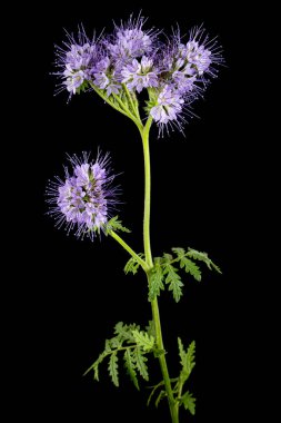 Light purple flowers of phacelia, isolated on black background