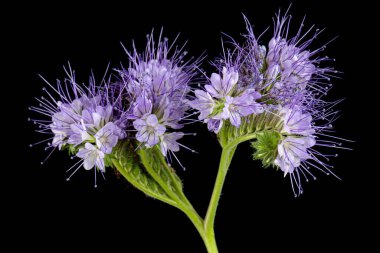 Light purple flowers of phacelia, isolated on black background