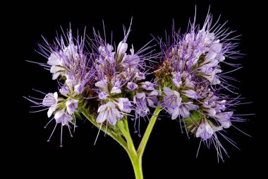 Light purple flowers of phacelia, isolated on black background