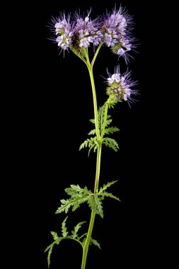 Light purple flowers of phacelia, isolated on black background